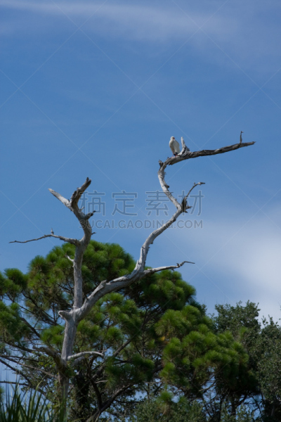 朱鹭,白朱鹭,整羽,垂直画幅,热带鸟,无人,树梢,鸟类,秃树,白色