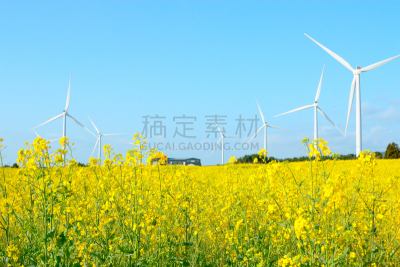春天,油菜花,樱桃树,广场,秘密,风,云,环境保护,著名景点,韩国
