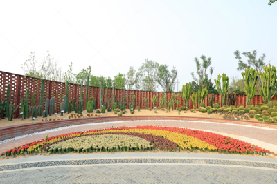植物园,植物群,生物学,农业,自然,环境,图像,美,公园,仙人掌