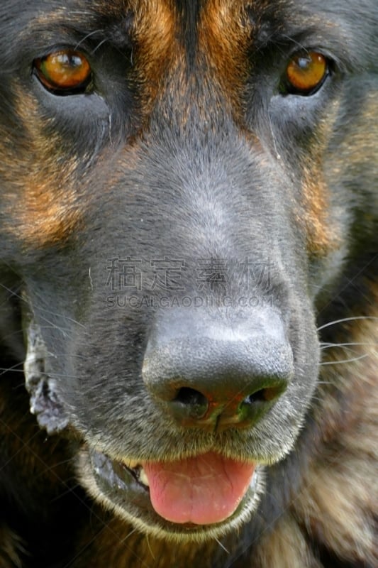 牧羊犬,德国,可爱的,专心,状态良好,东德,肖像,梅克伦堡前波莫瑞州,好奇心,德国牧羊犬