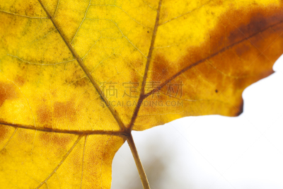黄色,悬铃树,叶子,红松,欧洲赤松,植物细胞,自然,褐色,式样,枯萎的