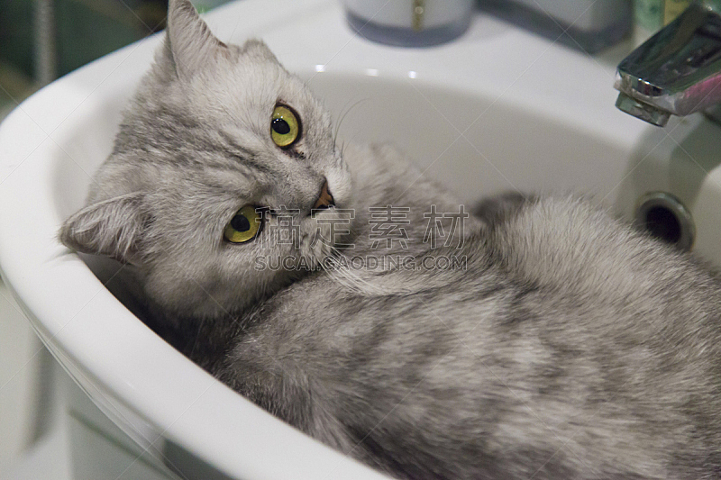 猫 水槽 灰发 水平画幅 可爱的 嬉戏的 态度 猫科动物 静止的 肖像图片素材下载 稿定素材 猫 水槽 灰发 水平画幅 可爱的 嬉戏的 态度 猫科动物 静止的 肖像图片素材下载 稿定素材
