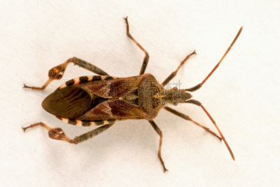 美国,昆虫,松树,西部裸鼻雀,山楂盾蝽,蝽,猎蝽科昆虫,heteroptera,盾蝽,半翅目