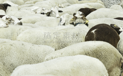 羊群,水平画幅,注视镜头,在之后,垒起,鸟类,户外,特写,羊羔,相伴