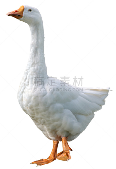 家畜,鹅肉,分离着色,白色背景,小鹅,垂直画幅,鸟类,巨大的,动物身体部位,特写