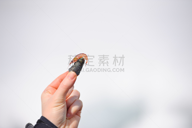 磷虾,水平画幅,侧面像,捕捞鱼,海产,彩色图片,甲壳动物,清新,大特写,虾