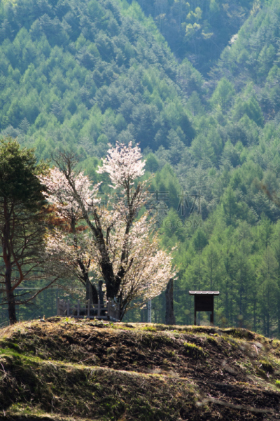 樱桃树,山庄,地藏菩萨,扁柏属,亚洲樱桃树,长野县,垂直画幅,樱花,无人,日本