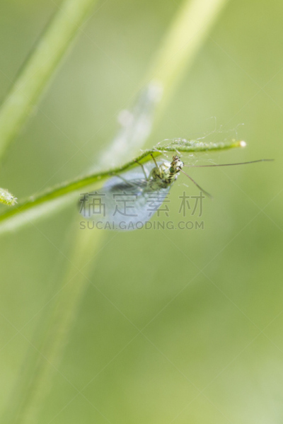 lacewing,自然,垂直画幅,草地,野生动物,绿色,小的,秋天,动物身体部位,夏天