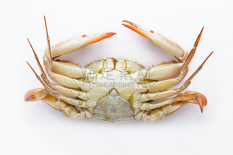 螃蟹,蒸菜,白色背景,分离着色,在底端,锯缘青蟹,巨蟹座,之字形,煮食,水平画幅