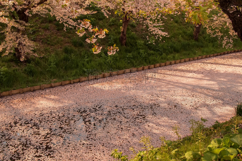 樱花,樱桃,护城河,东北片区,日本,弘前公园,青森县,大风雪,地毯,樱吹雪