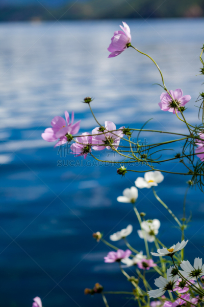 风景,,自然美,垂直画幅,菊花,无人,浪漫,野生植物,花,摄影