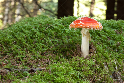 毒蝇菇,自然,水平画幅,绿色,秋天,无人,苔藓,斑点,蘑菇,特写