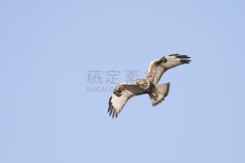 腿上生羽毛的鹰,天空,蓝色,猛禽,欧洲秃鹰,老鹰,鹰鹫科,美,食肉鸟,水平画幅