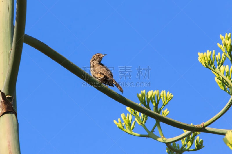 cactus wren,世纪,植物群,帕力龙舌兰,龙舌兰属植物,自然,褐色,野生动物,水平画幅,索诺兰沙漠