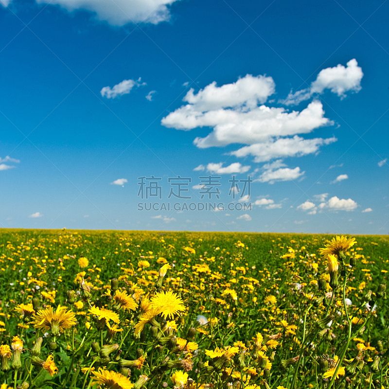 田地,黄色,垂直画幅,天空,无人,夏天,户外,草,开花时间间隔,花