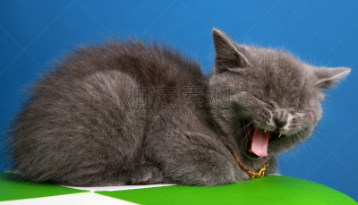 小猫,项链,黄金,水平画幅,无人,椅子,猫,短毛猫,2015年,动物