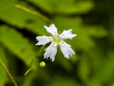 牧野,蜡烛花,石川县,地球女神,自然,六月,水平画幅,可爱的,无人,花