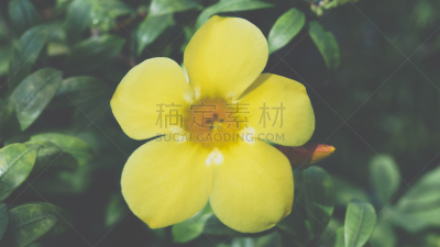 彩色图片,园林,小号,金色,自然美,黄色,美,公园,水平画幅,夏天