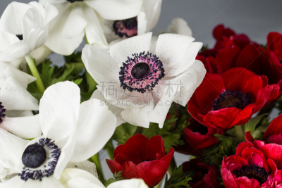 银莲花,特写,红色,花瓶,大量物体,冬天,灰色背景,白色,花