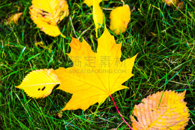 草,绿色,黄色,枫叶,美,公园,草原,水平画幅,无人,草坪