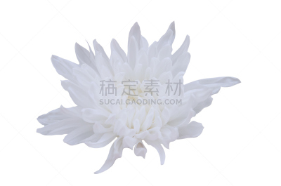 仅一朵花,白色,芳香的,水平画幅,无人,白色背景,明亮,植物,雏菊,花朵