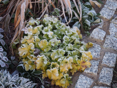 矾根属植物,桔子酱,酸橙,自然,水平画幅,雪,无人,霜,特写,植物
