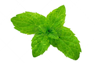 床单,薄荷,自然,芳香的,水平画幅,绿色,无人,有机食品,背景分离,薄荷叶