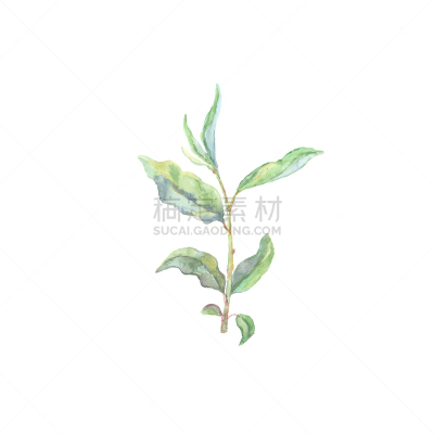 叶子,色彩鲜艳,白色背景,分离着色,水彩画,假叶树属,水彩颜料,水彩画颜料,水,美