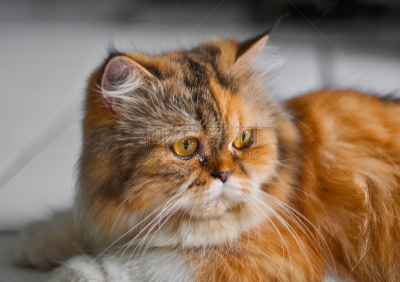 猫,猫式,纯种猫,水平画幅,无人,猫科动物,长发,哺乳纲,宠物,黄色