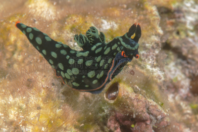 裸鳃亚目动物,珊瑚,仿海牛,海蜗牛,indopacific ocean,库莫度,水平画幅,无人,软体动物,动物学