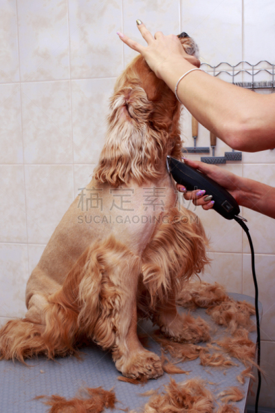 狗,头发,理毛行为,电动剃刀,英国小猎犬,宠物美容师,时尚造型师,斯班尼犬,剪头发,垂直画幅