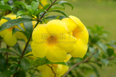 自然,水平画幅,无人,毛莨科,软枝黄蝉,特写,明亮,自然美,农作物,植物