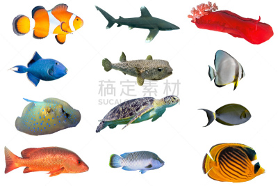 鱼类,分离着色,动物,英戴克斯,鳄鱼鱼,白色,海洋白尖鲨,蝙蝠鱼,河豚,刺河豚
