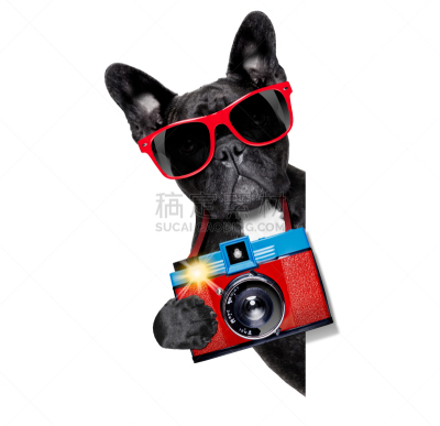 狗,摄影师,puggle犬,巴哥犬,留白,水平画幅,梗犬,旅行者,夏天,眼镜