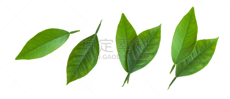 白色背景,柑橘属,叶子,分离着色,清新,自然界的状态,背景分离,食品,橙子,柠檬