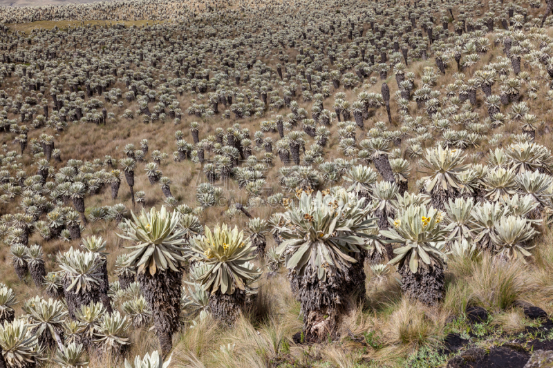 Andean landscape, frailejón moors in Tulcan, province of Carchi