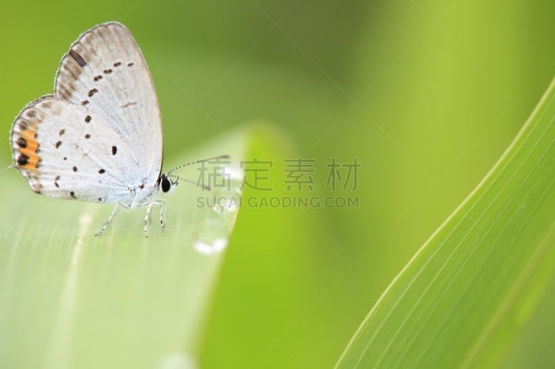 叶子,青绿色,灰蝶科蝴蝶,自然,水,野生动物,水平画幅,绿色,蝴蝶,无人