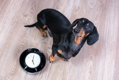 可爱的,纯种犬,食品,狗,小的,动物,腊肠犬,看,时间,碗