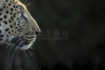 美洲豹,侧面像,达马拉兰,世界遗产,野生动物,肖像,库内内河,哺乳纲,猫科动物,坦桑尼亚