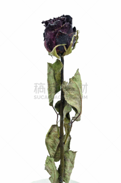 玫瑰,过时的,自然,垂直画幅,美,仿旧磨损的效果,无人,美人,叶子,干的