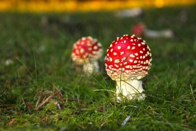 森林,蘑菇,美,褐色,非都市风光,水平画幅,绿色,可爱的,美人