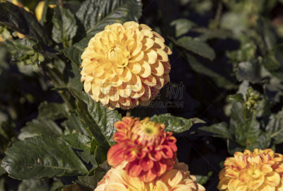 花朵,大丽花属,白色,自然,红色,粉色,大丽花海葵,图像,美,无人