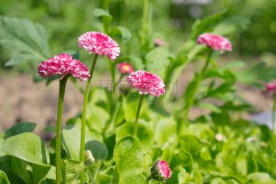 雏菊族,花坛,粉色,四季,水平画幅,枝繁叶茂,无人,园艺,重瓣花,夏天