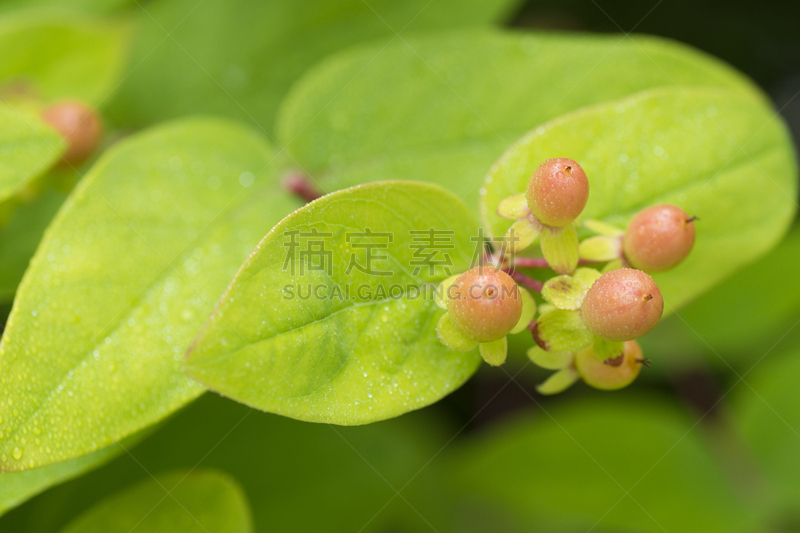 浆果,圣约翰草,藤黄科,雨季,雨滴,美,六月,水平画幅,枝繁叶茂,无人