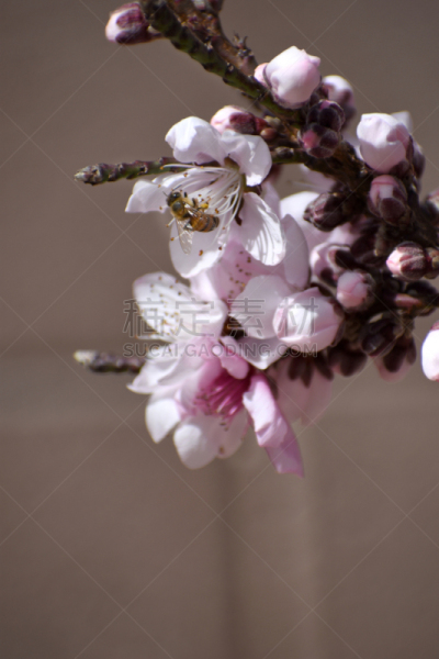 蜜蜂,花朵,嗡嗡响的,春季系列,雄蕊,果园,清新,蜂蜜,春天,杏仁