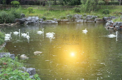 湖,天鹅,动物群,白色,水,美,艺术,水平画幅,优美,符号