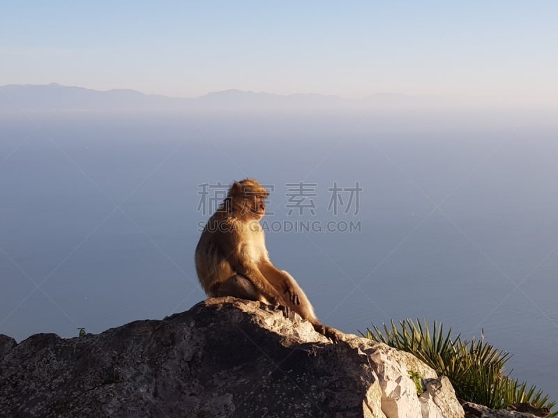 地中海猕猴,山脊,杂食动物,阿拉伯狒狒,长尾猴,灵长目,猿,橄榄狒狒,哺乳纲,猕猴