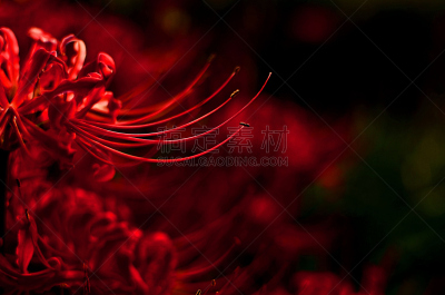 红色,植物,水平画幅,无人,红蜘蛛百合,放大效果,mystery lily,摄影