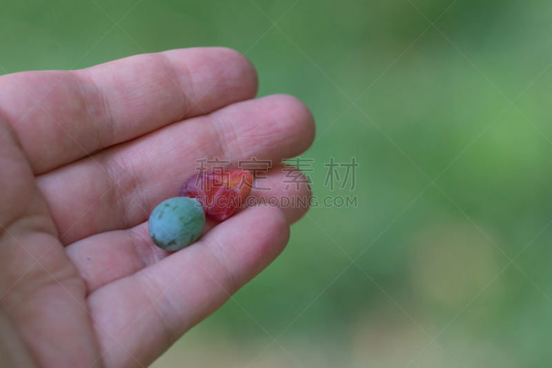 罗汉松,植物,水果,绿色背景,运动模糊,棕榈树,托腮,水平画幅,绿色,身体部位