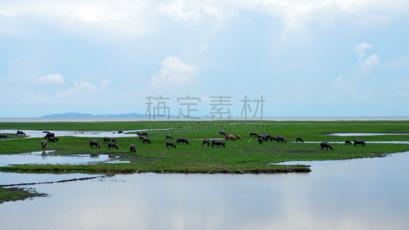 南,野生动物保护区,泰国,佩里亚尔国家公园,喀拉拉邦,自然,野生动物,水平画幅,枝繁叶茂,无人